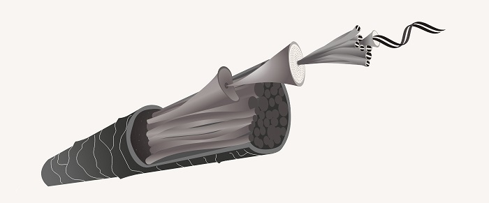 Diagram of a hair cuticle.